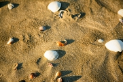 砂浜の貝殻（マテポ）.jpg